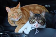 我が家には猫の手は有るんですが😸