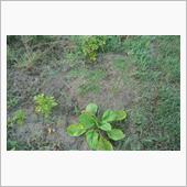 〔畑〕先週、今週の家庭菜園( ...