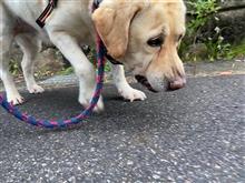 ラブもお疲れ