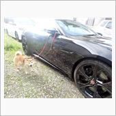 今朝の犬のお散歩　真夏のお散 ...