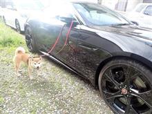 今朝の犬のお散歩　真夏のお散歩　ワンコの意思に従っています