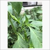 家庭菜園のししとう