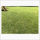 公園草刈りの日