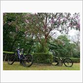 連荘サイクリング♪