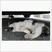 お～りすの走行テストを兼ねて ...