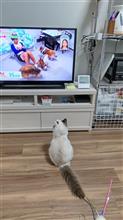 真剣にテレビを見るネコ様