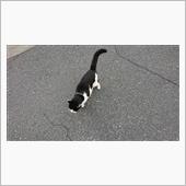 今朝のにゃんこ 22.08. ...