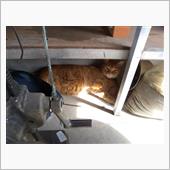 世界猫の日とランチ