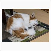 愛犬の現在