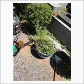 墓地の植栽