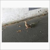 母親、子供放置。