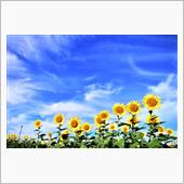 朝🌻
