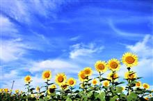 朝🌻