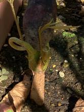 ドリアンの芽