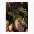 ドリアンの芽