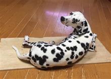 柚子の一周忌
