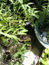 縁ガエル🐸