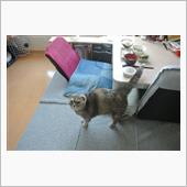 〔隔週〕先週、今週の朝食(3 ...