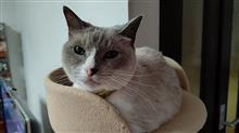 女王陛下、それは無理かと…       #猫 #ゆき #スノーシュー #アッピー #アビシニアン #キャットウォーク