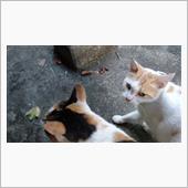 &#39;22 野良猫日記 其の百四 ...