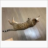 ド シ ラ 