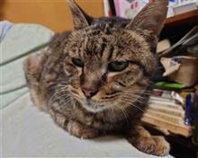 ネコを見ると“本性”が隠せない