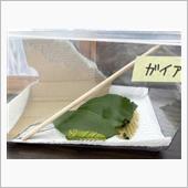 平成トリオ その後