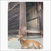 奈良公園の鹿