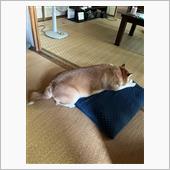 柴犬はなちゃん ペットボトル ...
