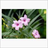 盆の中日 花さんぽ