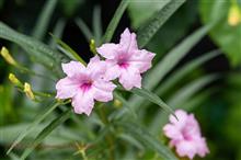 盆の中日 花さんぽ