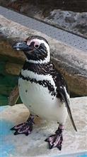 夏休みの水族館巡り その①
