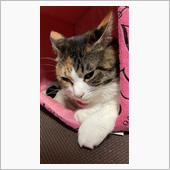 今夜のもかちゃん