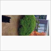 #恐竜 と #柴犬 #想定内 ...