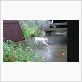 &#39;22 野良猫日記 其の百四 ...