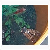 アブラゼミと金魚