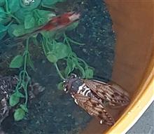 アブラゼミと金魚