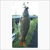 100均ルアーで鯉が釣れまし ...