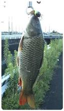 100均ルアーで鯉が釣れました。(・◇・;) 100均ルアーで鯉が釣れました。(・◇・;)