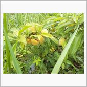 草花：よー分からん
