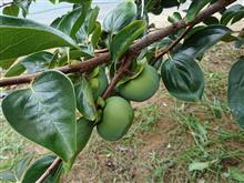 今年の雑草は手強い