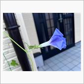 雨音