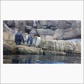 夏休みの水族館巡り その②