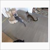 ニャニャニャ〜ニャニャ ニャ ...