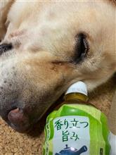 なにこれ！？
