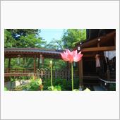 【寒河江八幡宮】可憐な睡蓮と ...