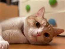ぬこのすばる、近況〜