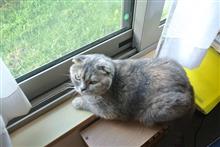 〔ねこ〕今週のレミ (34)