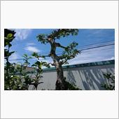 植木屋さんの・・・と林道デビ ...