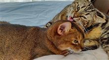 お姉ちゃんに舐めて欲しい♪       #猫 #ゆめ #アメショー #あや #アビシニアン #グルーミング #甘えん坊 #末っ子
